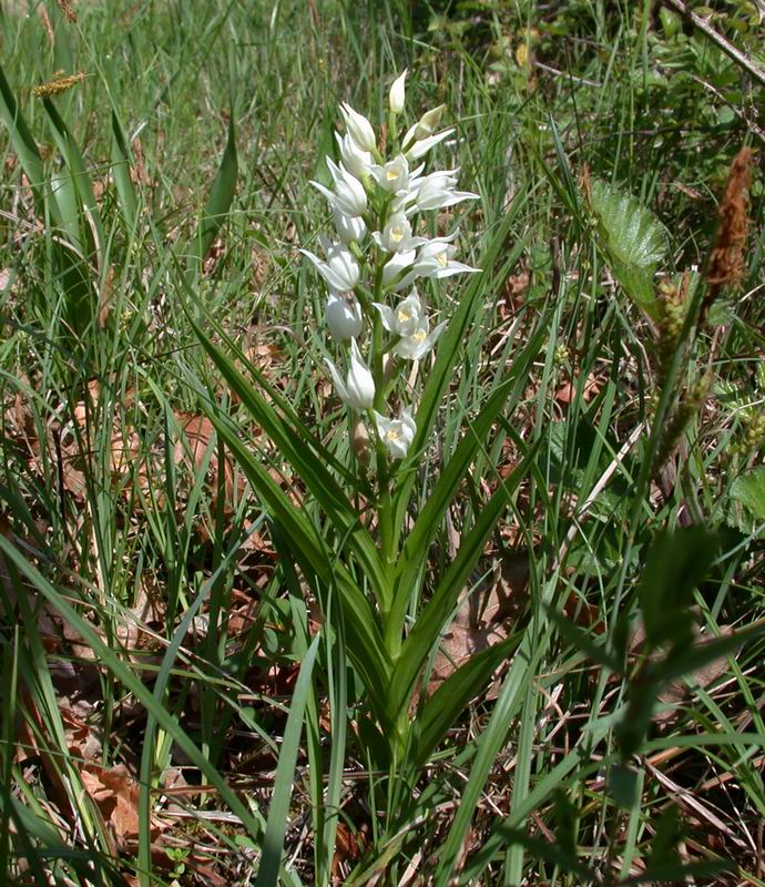 Cephalanthera longifolia